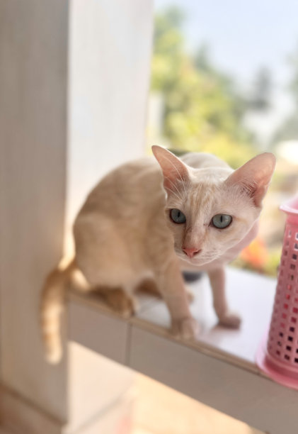 一张照片上一只猫站在粉红色垃圾桶旁边的架子上，还有一只猫站在靠近窗户的架子上图片下载