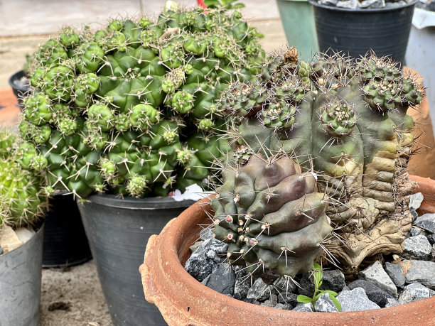 一个盆栽仙人掌植物与其他一些植物的照片，有许多不同类型的仙人掌植物在花盆里图片下载