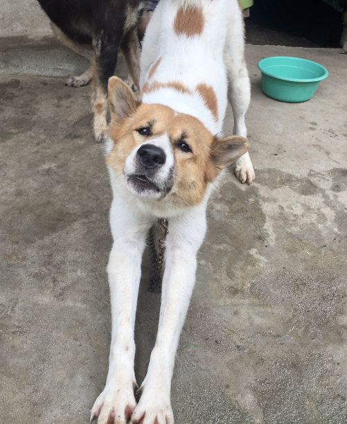 两只狗并排站在水泥地面上的照片，水泥地面上有两只狗并排站着图片下载