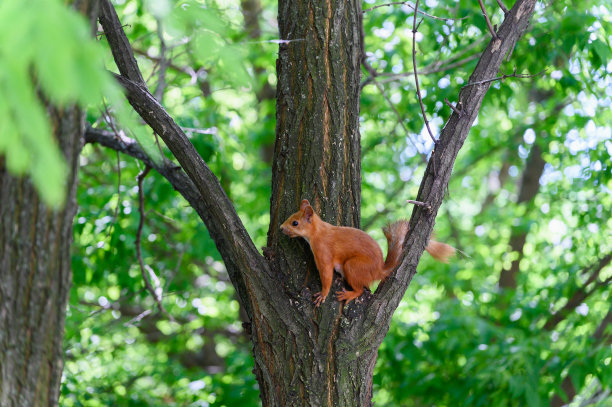 狐狸松鼠坐在公园的树枝上。图片下载