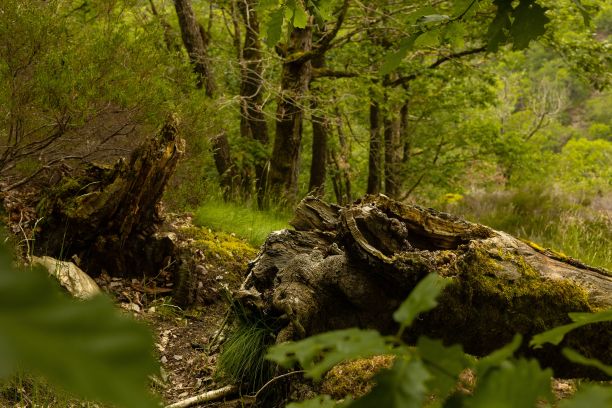 在风景如画的森林里，有各种各样的树木和灌木图片下载