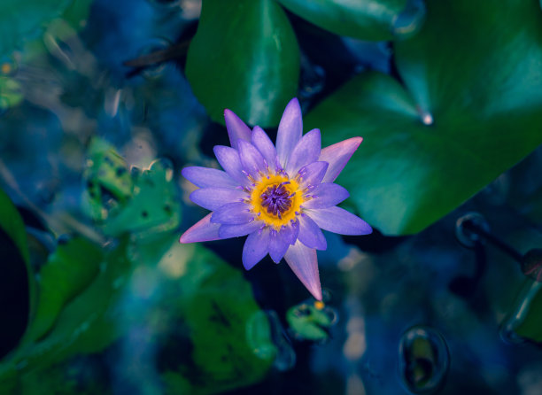 紫睡莲图片下载