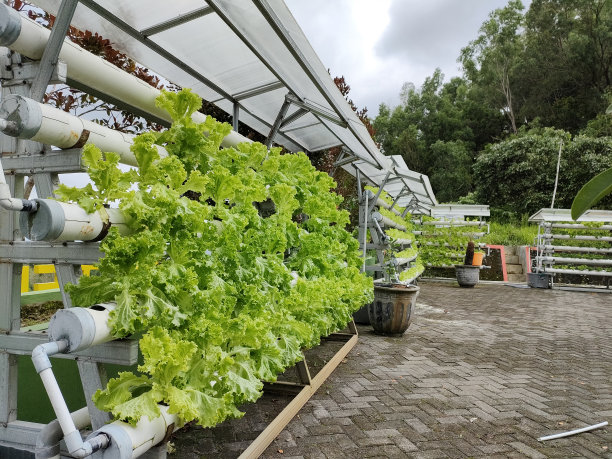 水培蔬菜栽培的优点图片下载
