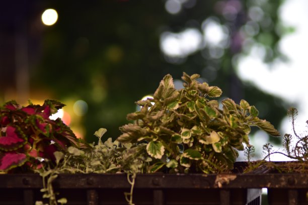 阳台上花朵的夜照图片下载