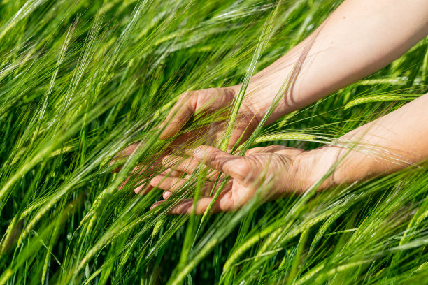 农民手握绿麦穗的特写。农业业务。图片下载
