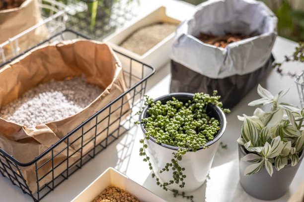 杂色怪物生长护理设备外来室内植物移植俯视图孤立在白色上图片下载