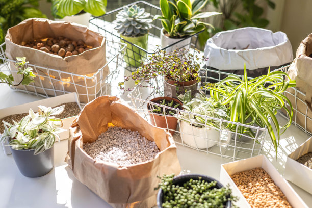 杂色怪物生长护理设备外来室内植物移植俯视图孤立在白色上图片下载