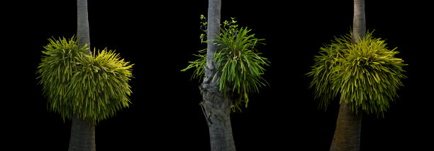 绿树自然孤立在黑色背景，剪辑路径包括。图片下载