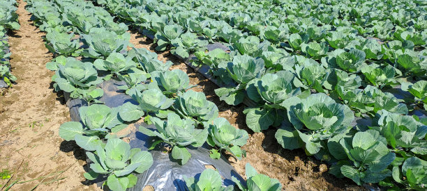 卷心菜生长在农民的田地里。白头卷心菜。卷心菜种植园在地里生长。蔬菜行。图片下载