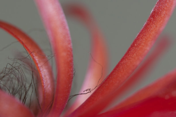 开花仙人掌Matucana madisoniorum，特写镜头图片下载