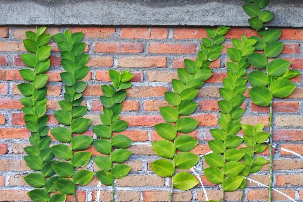 生长在灰色墙壁上的藤蔓或无花果图片下载