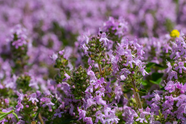 盛开的芳香百里香，百里香，野生百里香，爬行百里香，或小精灵百里香特写，微距照片。美丽的食物和药用植物在阳光明媚的日子里图片下载