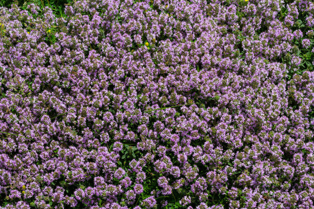 盛开的芳香百里香，百里香，野生百里香，爬行百里香，或小精灵百里香特写，微距照片。美丽的食物和药用植物在阳光明媚的日子里图片下载