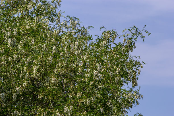 茂盛开花的刺槐枝有刺槐、假刺槐、刺槐等。花蜜的来源，温柔而芬芳的蜂蜜。槐树花-刺槐图片下载