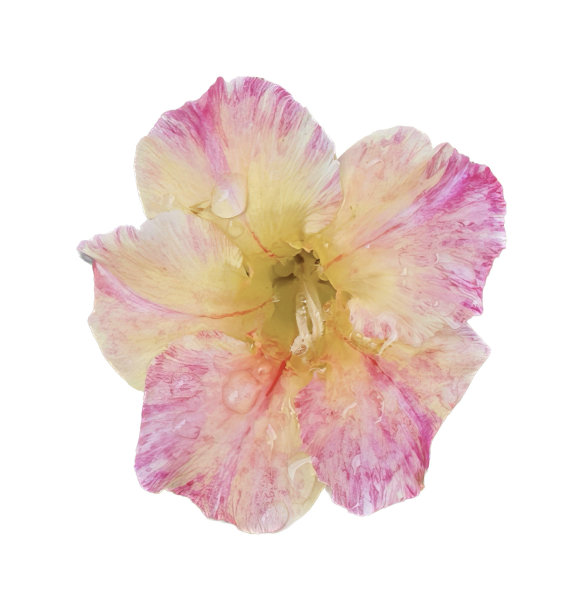 一张照片上有一朵白底的花，还有一朵粉黄相间的白底花。图片下载