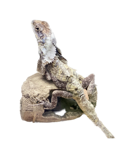 一张蜥蜴坐在一块木头上的照片，蜥蜴坐在白色背景的原木上。图片下载