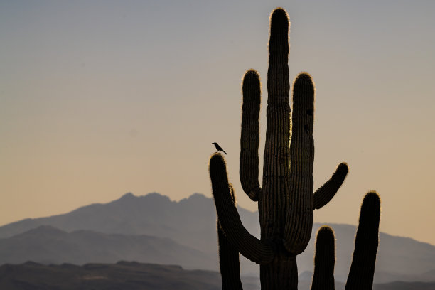 斯科茨代尔仙人掌上的仙人掌鹪鹩图片下载