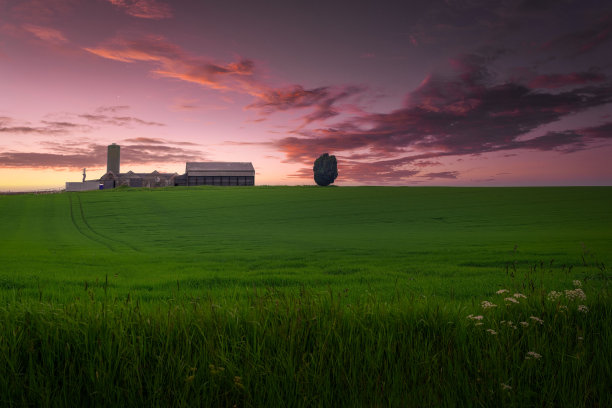 郁郁葱葱的绿色田野，有农场建筑，地平线上有一棵树图片下载