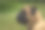 绿色花园里的大斗牛犬图片下载