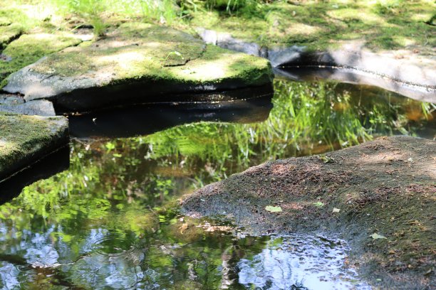 浅浅的林地河床上，石头周围的绿色倒影图片下载
