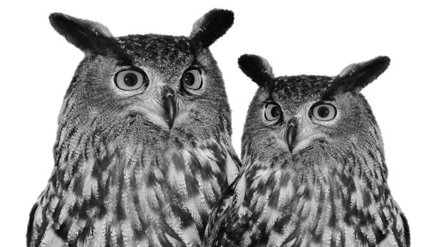 两个美丽可爱的大角猫头鹰壁纸图片下载