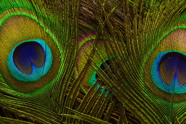 宏观孔雀羽毛，孔雀羽毛特写图片下载