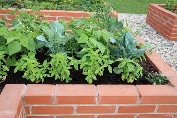 夏天的背景。一个现代的蔬菜园，有凸起的砖床。城市花园中的高架床园艺图片下载