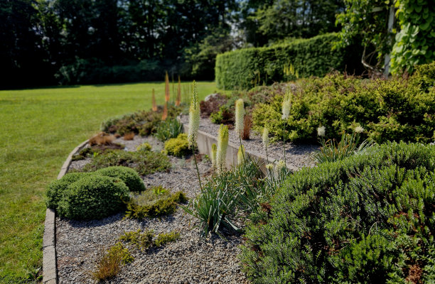 多年生植物：火炬花图片下载