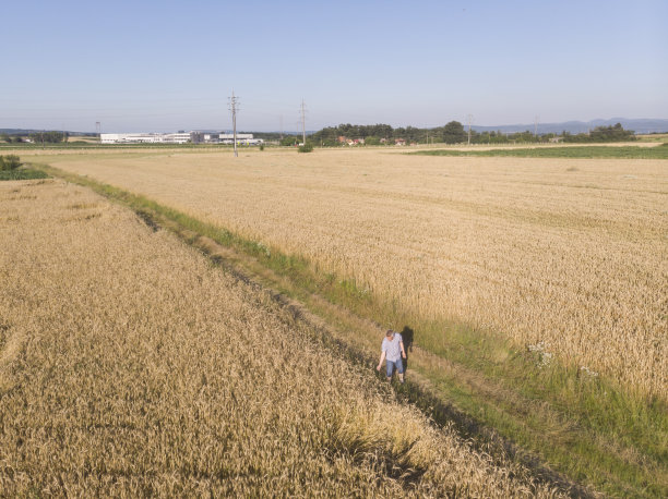金黄色的小麦农业农田图片下载