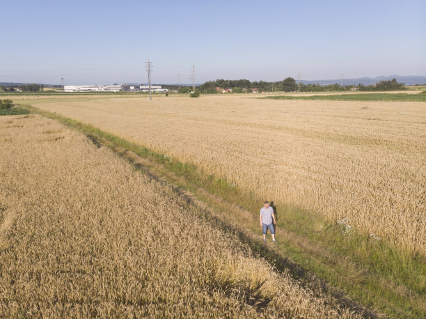金黄色的小麦农业农田图片下载