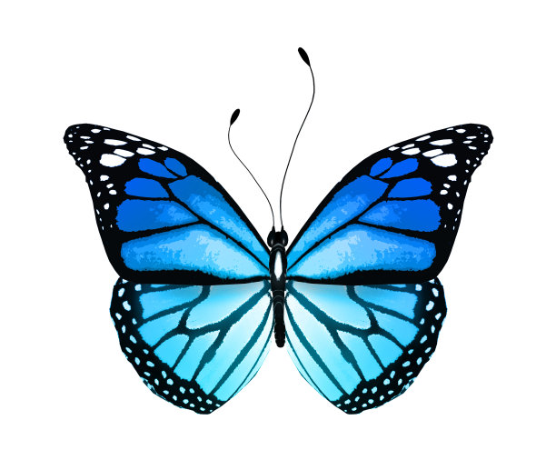 颜色鲜艳的蝴蝶，孤立在白色上图片下载