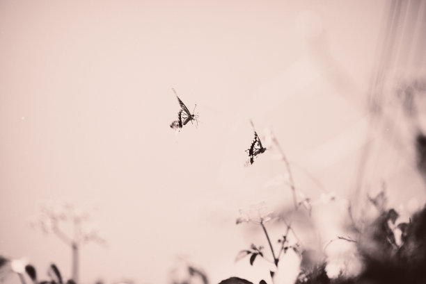 两只蝴蝶飞舞图片下载