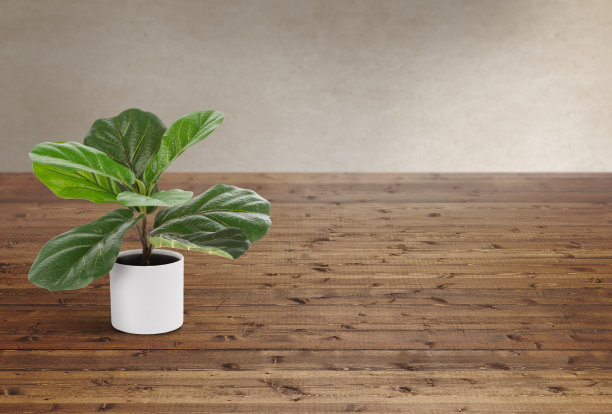 在一个白色的花盆里的室内植物图片下载