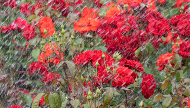 雨中盛开着红色和彩色的玫瑰图片下载