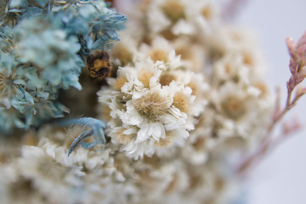 一束漂亮的干花图片下载