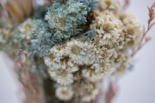 一束漂亮的干花图片下载