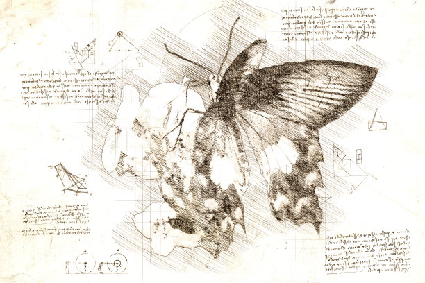 达芬奇风格的热带蝴蝶花素描图片下载