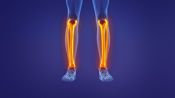 人腿的解剖学图片下载