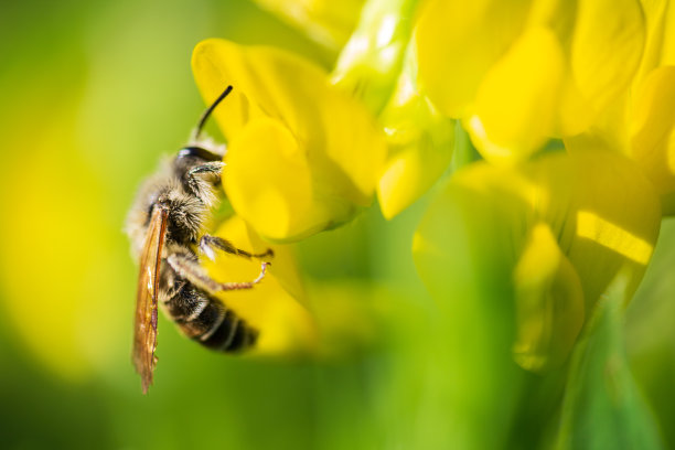小蜜蜂花粉来自草甸黄色花朵的花蜜图片下载