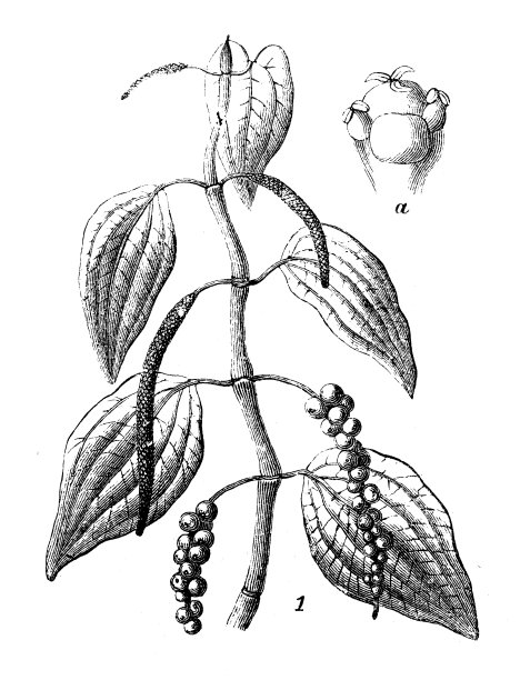 古董雕刻插图:黑胡椒，胡椒黑麦图片下载