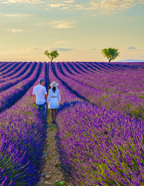 普罗旺斯，法国薰衣草田，法国南部瓦朗索莱薰衣草田。情侣度假图片下载