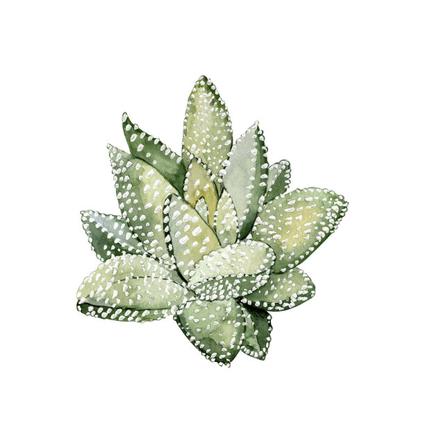 黄色和绿色多肉。漂亮的室内植物。水彩插图。高质量插图图片下载