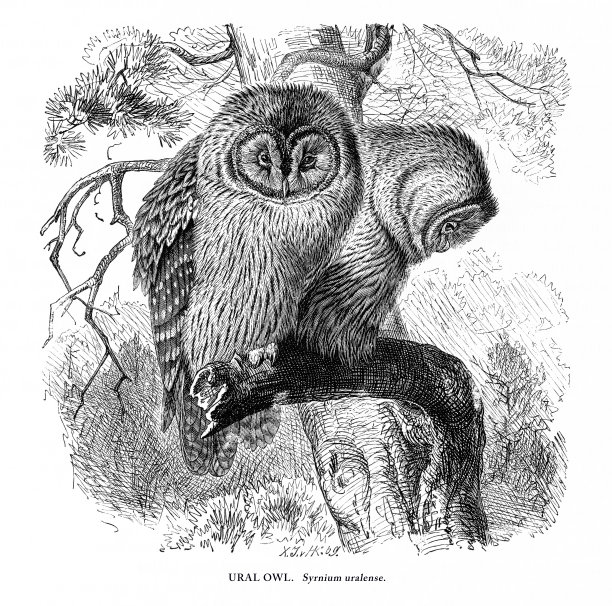 乌拉尔猫头鹰，鸟，古董美国雕刻:自然历史，1885年图片下载