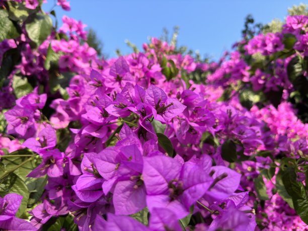 紫色九重葛花图片下载