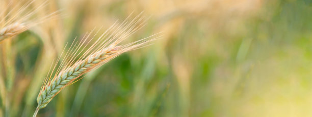田野里成熟的黑麦穗图片下载