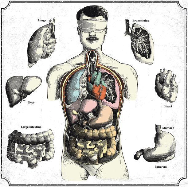 人体内脏图片下载