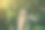 时髦的时髦女孩站在户外常春藤叶墙附近。为年轻女性拍摄时尚照片。金色短发，戴着酷酷的眼镜。夏日生活写真。图片下载