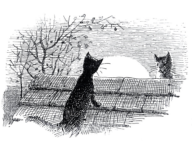 午夜时分，满月的时候，两只猫在屋顶上相遇图片下载