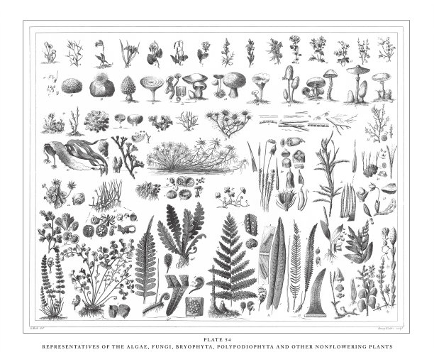 藻类、真菌、苔藓植物、水龙足植物等非开花植物的代表图片下载