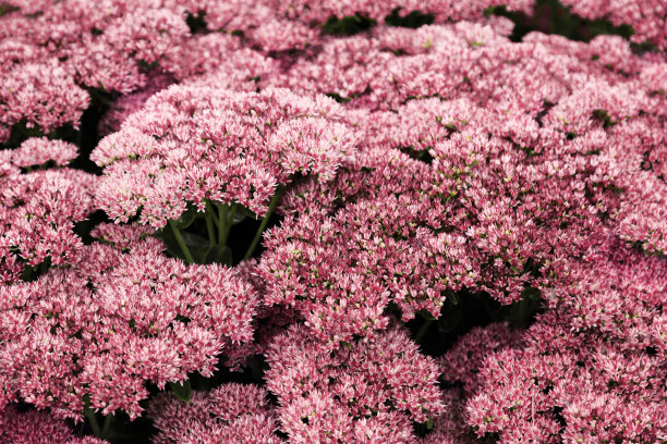 小品红盛开的花朵作为绚丽的自然背景，美学近距离的花朵图案，植物设计的背景，风景观景照片，美丽的自然安排，自然静物图片下载